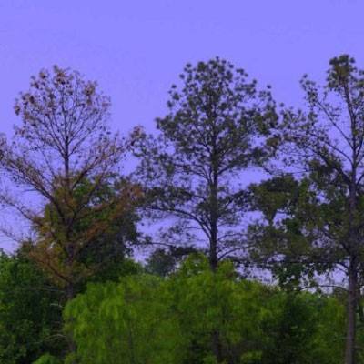 幻想西游传bt变态版下载
